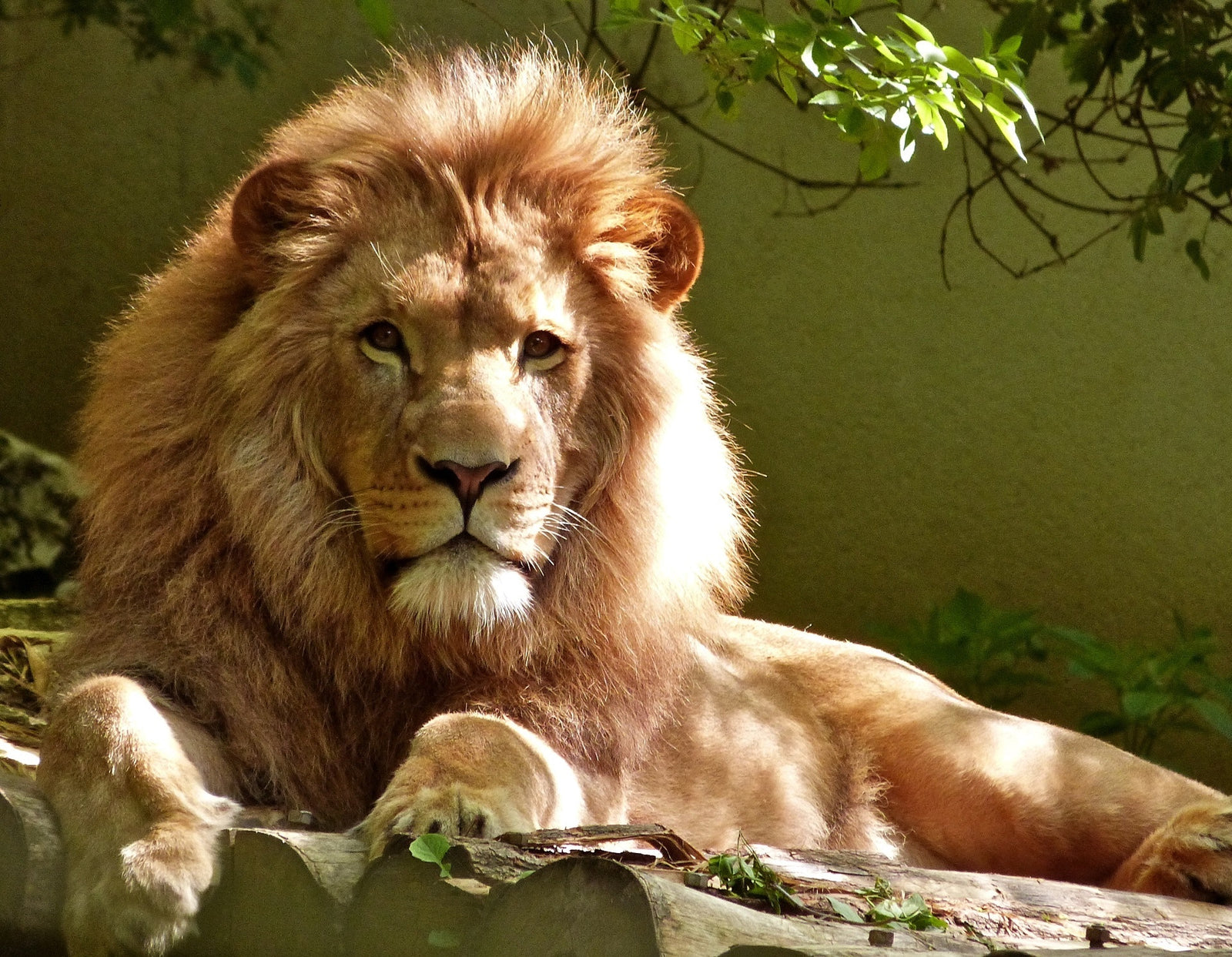 Why Lion's Mane?