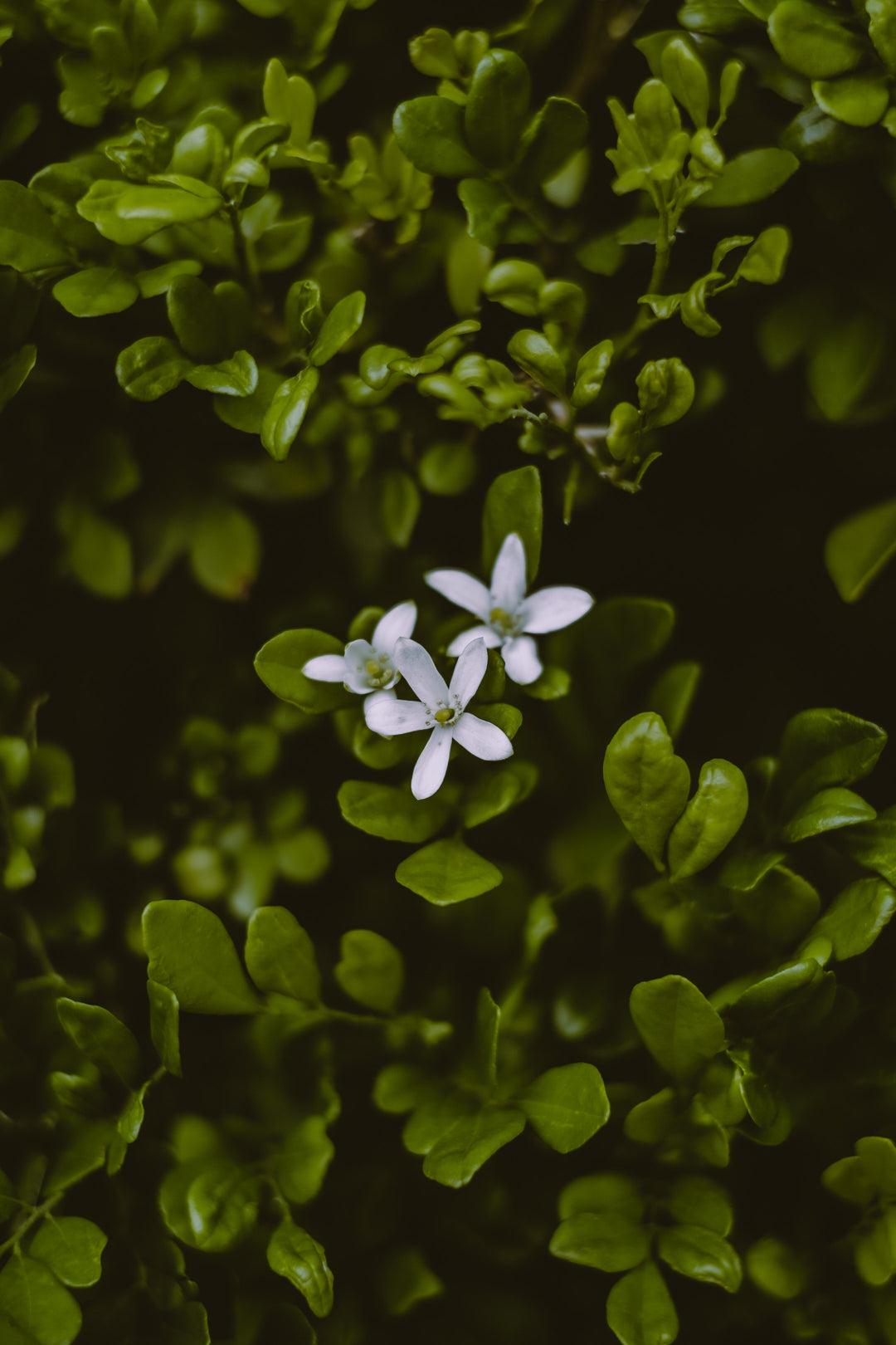 Why bacopa?